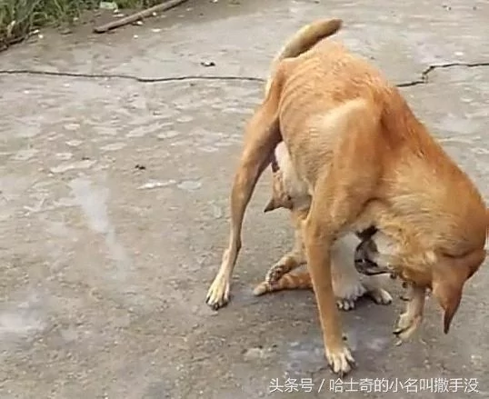 橘猫追着狗妈妈吃奶 遇上这么一只赖皮猫 狗妈妈很无奈!