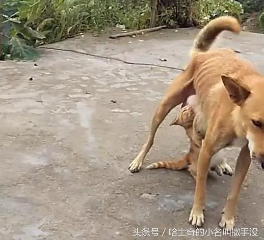 橘猫追着狗妈妈吃奶 遇上这么一只赖皮猫 狗妈妈很无奈!