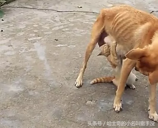 橘猫追着狗妈妈吃奶 遇上这么一只赖皮猫 狗妈妈很无奈!
