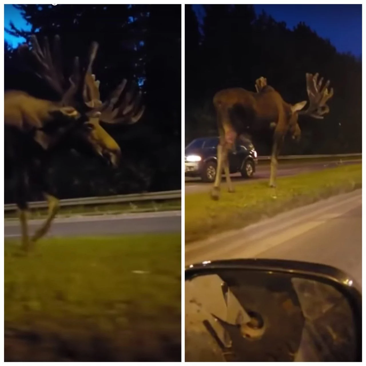 網友在阿拉斯加公路上驚見巨型「駝鹿」。圖／截自YouTube