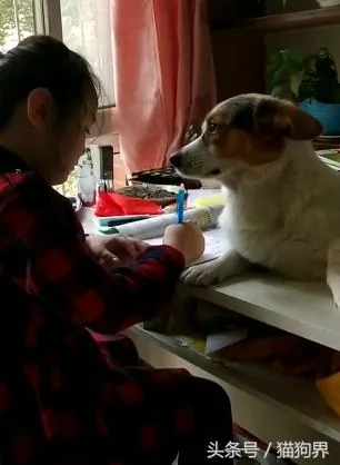 狗狗深情的注视着写作业的小主人 一脸宠溺 狗:我的眼里都是你