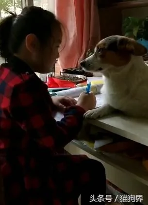 狗狗深情的注视着写作业的小主人 一脸宠溺 狗:我的眼里都是你