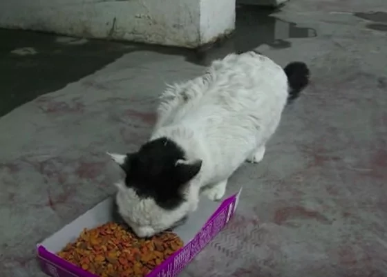 好饿!浪喵看到食物猛喵喵叫 边吃边“胡言乱语” 网友心疼:真的饿昏头了!