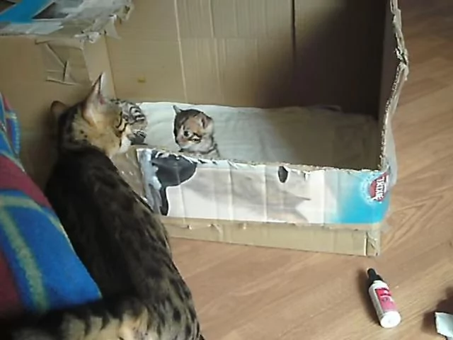猫咪“初次当妈妈” “眼神超有爱” 伸手摸摸头:我家宝宝真可爱!
