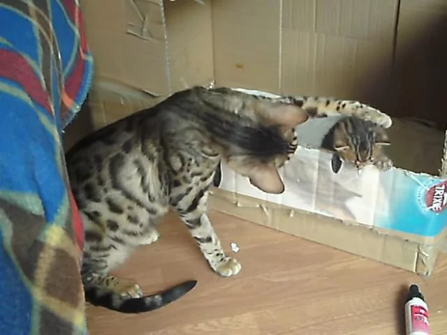 猫咪“初次当妈妈” “眼神超有爱” 伸手摸摸头:我家宝宝真可爱!