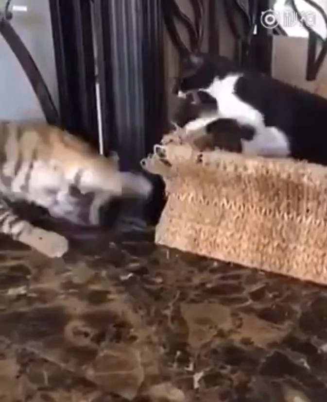 小老虎见猫咪!下一秒却被喵皇呼巴掌 趴女主人膝盖委屈哭哭:它欺负偶!