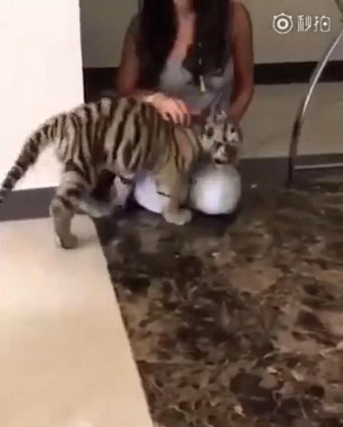 小老虎见猫咪!下一秒却被喵皇呼巴掌 趴女主人膝盖委屈哭哭:它欺负偶!