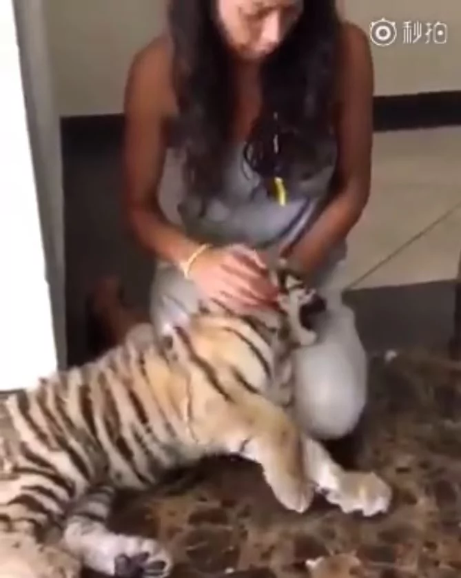 小老虎见猫咪!下一秒却被喵皇呼巴掌 趴女主人膝盖委屈哭哭:它欺负偶!