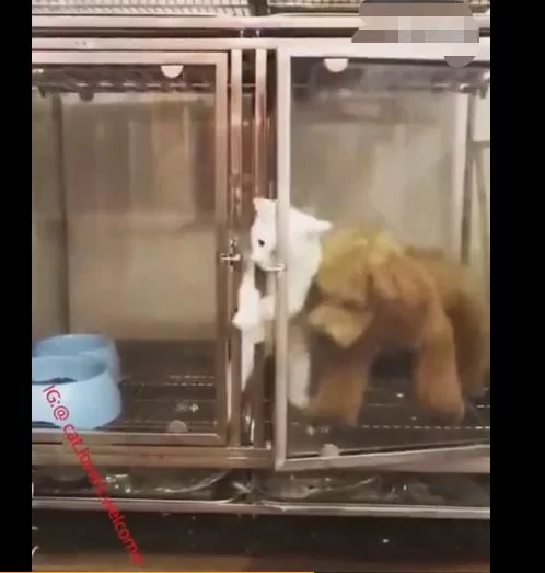 猫咪开锁遭狗狗嘲讽 逃出后被主人发现 猫咪:被队友坑了!