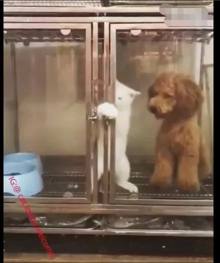 猫咪开锁遭狗狗嘲讽 逃出后被主人发现 猫咪:被队友坑了!