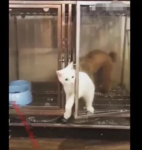猫咪开锁遭狗狗嘲讽 逃出后被主人发现 猫咪:被队友坑了!