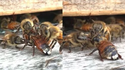 蜜蜂沾满蜂蜜濒死 下一秒画面超震惊