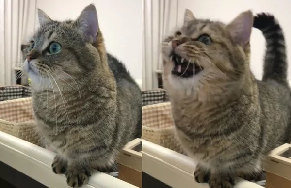 猫看电视…突然坏掉「学狗汪汪叫」网友震惊