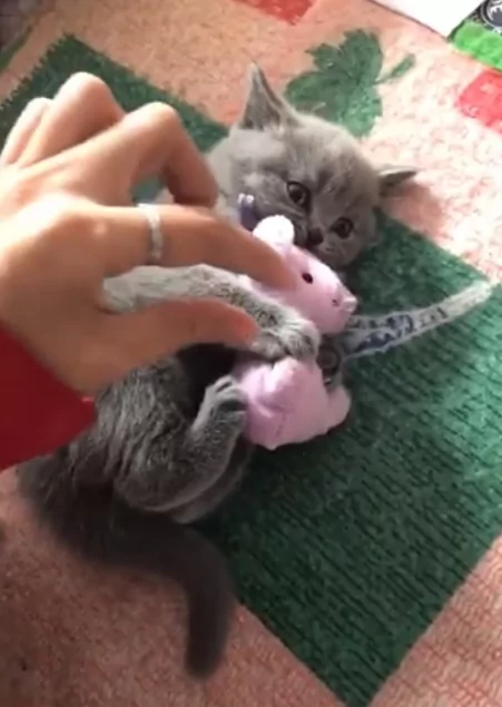 主人刚碰到娃娃 蓝猫爆气踢脚脚」!超高分贝怒吼:朕不准你碰!
