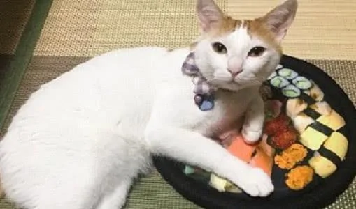 主人买回来的新垫子“太逼真” 连猫咪都被骗到了 抱住垫子不放手!