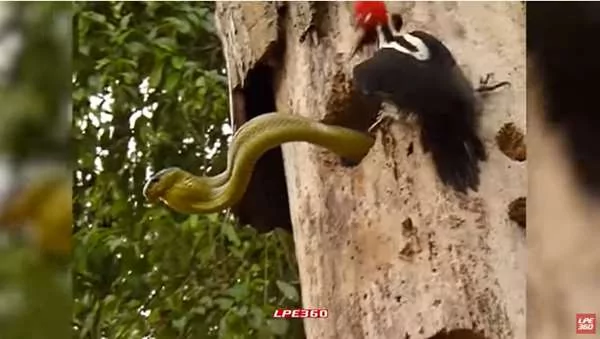 母爱真伟大!啄木鸟妈妈为了救孩子 跟青蛇展开激烈大战!