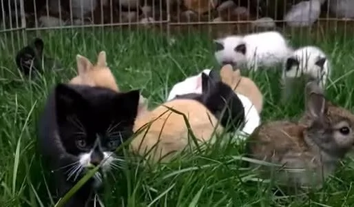 一群兔子中 混了几只小猫咪 它们和兔子一样都会蹦 你能找出来吗?