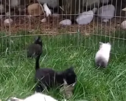 一群兔子中 混了几只小猫咪 它们和兔子一样都会蹦 你能找出来吗?