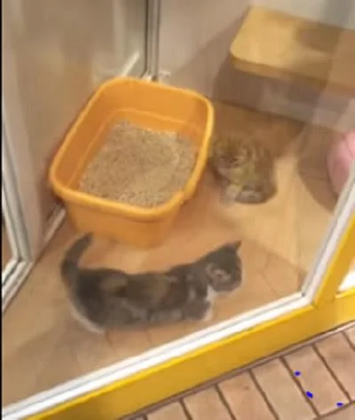小猫咪为了早点离开宠物店 看到客人就很激动 猫咪:看我!选我呀!