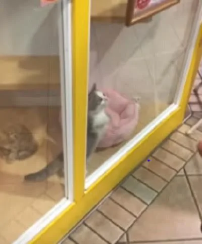 小猫咪为了早点离开宠物店 看到客人就很激动 猫咪:看我!选我呀!