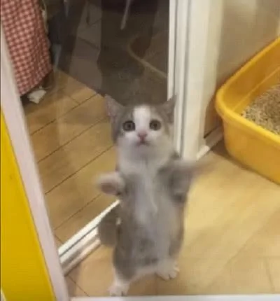 小猫咪为了早点离开宠物店 看到客人就很激动 猫咪:看我!选我呀!
