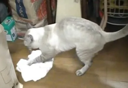 养猫千日 用猫一时 家里的猫咪终于懂事了 会打扫卫生了!