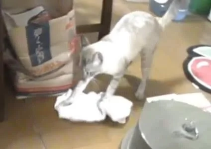 养猫千日 用猫一时 家里的猫咪终于懂事了 会打扫卫生了!