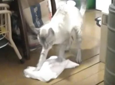 养猫千日 用猫一时 家里的猫咪终于懂事了 会打扫卫生了!