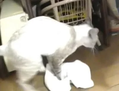 养猫千日 用猫一时 家里的猫咪终于懂事了 会打扫卫生了!