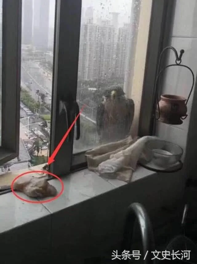 “山竹”赏赐的假期里 广东人都在家中干了什么?看完笑得肚子痛