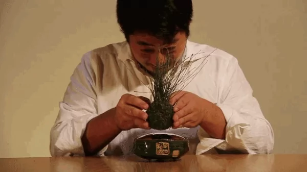连盆栽都能上天 人类已经无法阻止日本设计师的黑科技了!