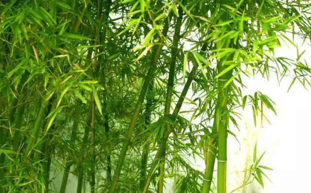 做人做事 败于十忌 成于十悟!