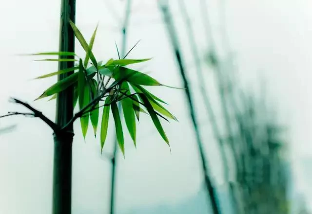 做人做事 败于十忌 成于十悟!