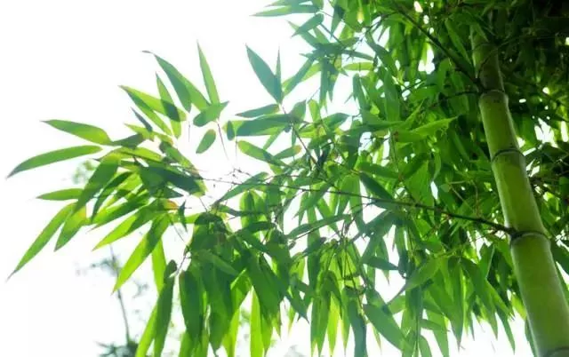 做人做事 败于十忌 成于十悟!