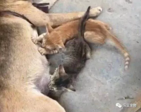 土狗大叫 主人赶紧跑进来 进门后才发现小奶猫又来祸害狗狗了!