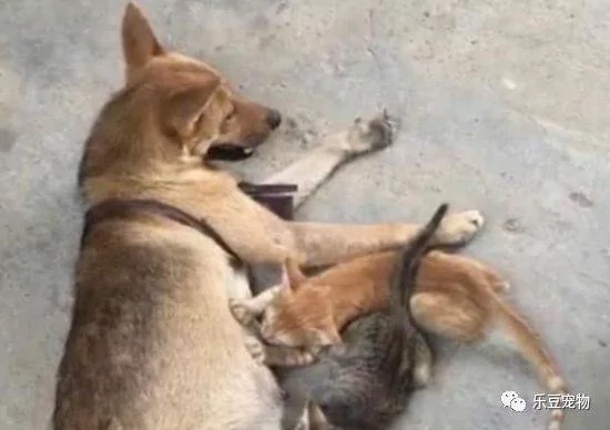 土狗大叫 主人赶紧跑进来 进门后才发现小奶猫又来祸害狗狗了!