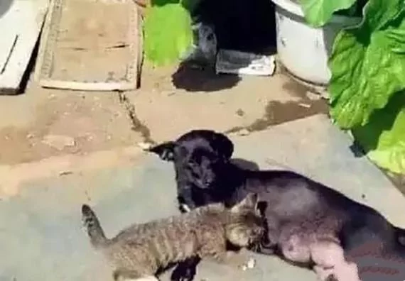 土狗大叫 主人赶紧跑进来 进门后才发现小奶猫又来祸害狗狗了!