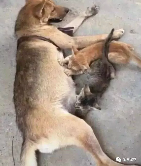 土狗大叫 主人赶紧跑进来 进门后才发现小奶猫又来祸害狗狗了!