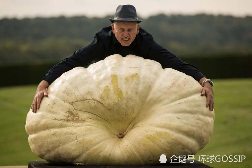 巨型蔬菜比赛 蔬菜“大”到超乎想象 人不敢吃!