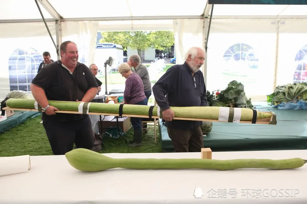 巨型蔬菜比赛 蔬菜“大”到超乎想象 人不敢吃!