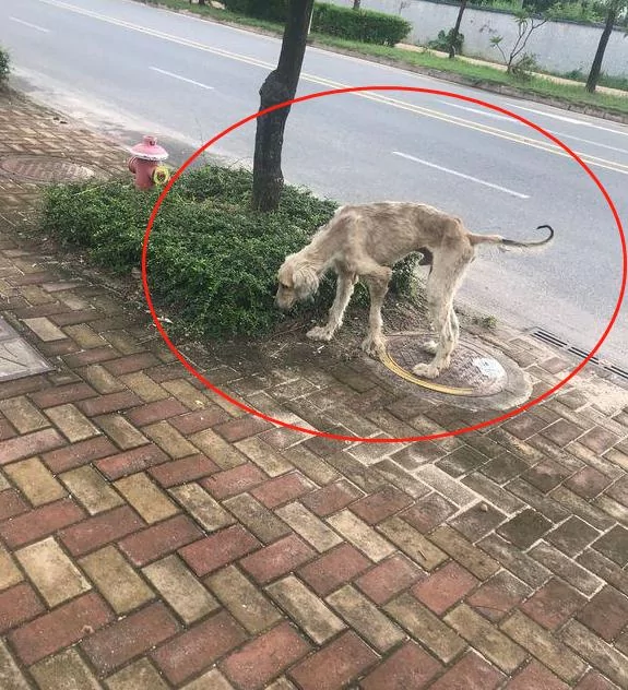 被流浪狗尾随 网友撒腿就跑却被中途拦下 狗:看你往哪儿跑!