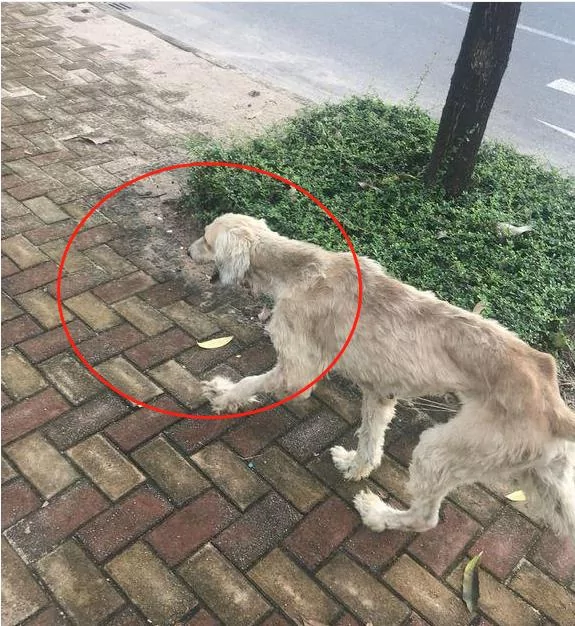 被流浪狗尾随 网友撒腿就跑却被中途拦下 狗:看你往哪儿跑!