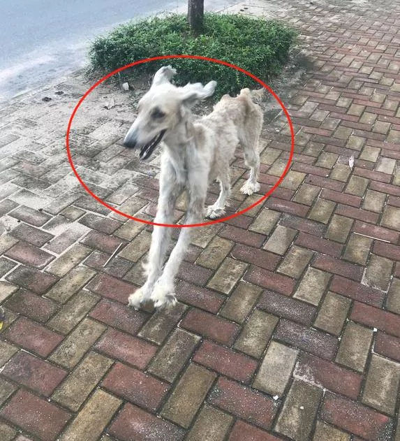 被流浪狗尾随 网友撒腿就跑却被中途拦下 狗:看你往哪儿跑!