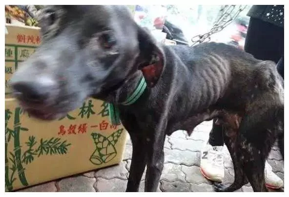 流浪狗遭主人遗弃 生宝宝后竟因找不到吃的 狗妈妈身体被掏空!