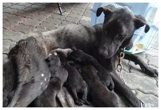 流浪狗遭主人遗弃 生宝宝后竟因找不到吃的 狗妈妈身体被掏空!