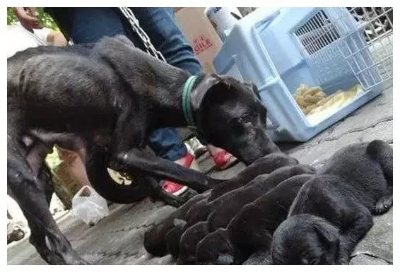 流浪狗遭主人遗弃 生宝宝后竟因找不到吃的 狗妈妈身体被掏空!