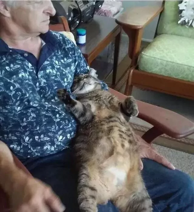 猫咪坚持十年拥抱主人 风雨无阻等待主人回家 猫咪:再抱一下!