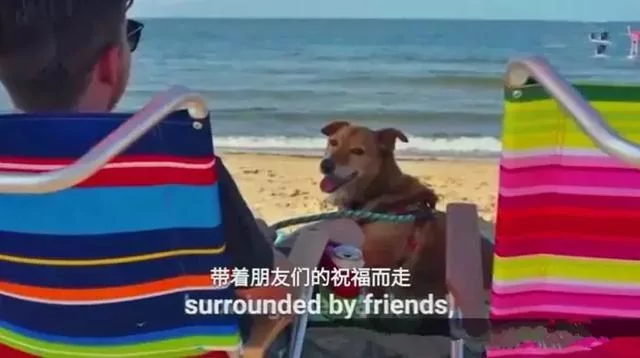 狗狗被困12年 临终前获得了自由 满足所有心愿后安然离世!