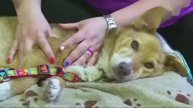狗狗被困12年 临终前获得了自由 满足所有心愿后安然离世!