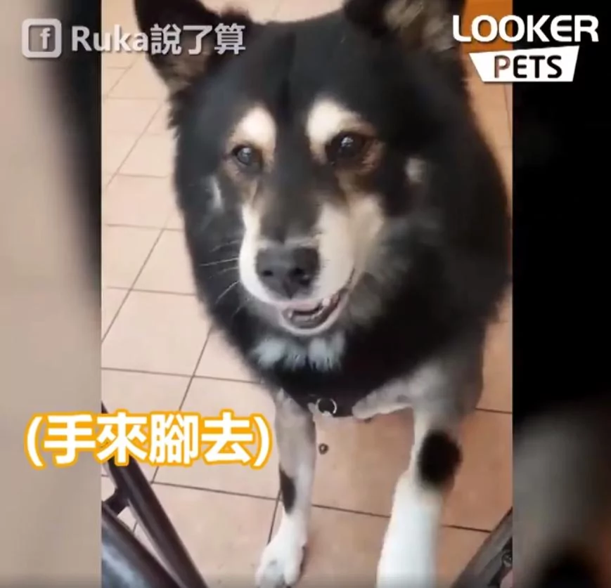 混血“哈士柴”早餐想要吃蛋!吃不到立马开启“顶嘴模式” 委屈极了!